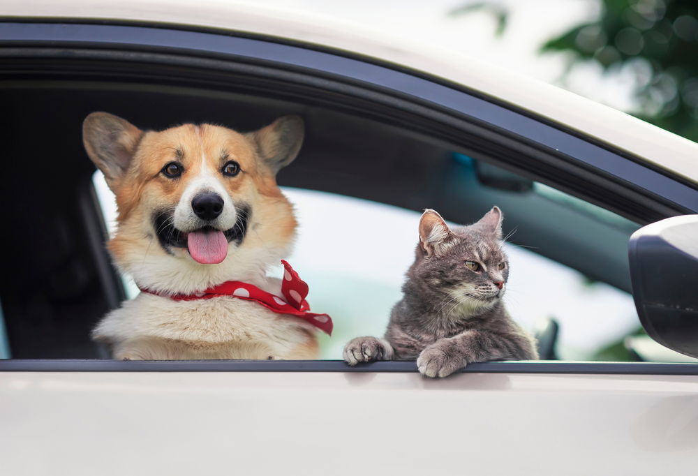 Spain police issue fines for the following objects in cars « Euro Weekly News
