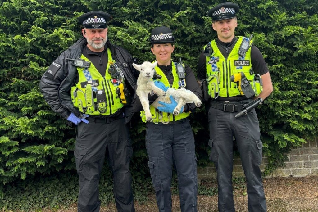 Vegan who stole lamb from farmer almost killed it in attempt to hand-rear