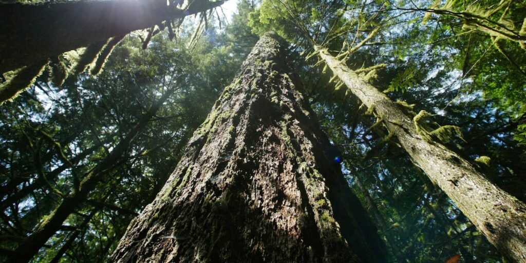 Environmental law agency warns of expanded logging in National Forests