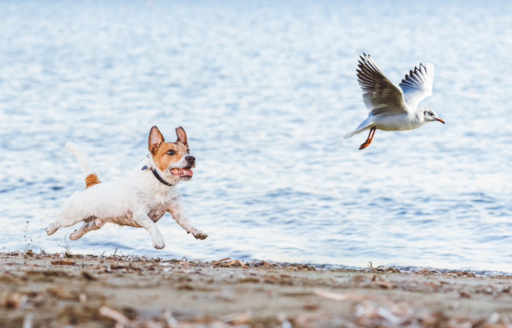 Dog chasing bird on the beach