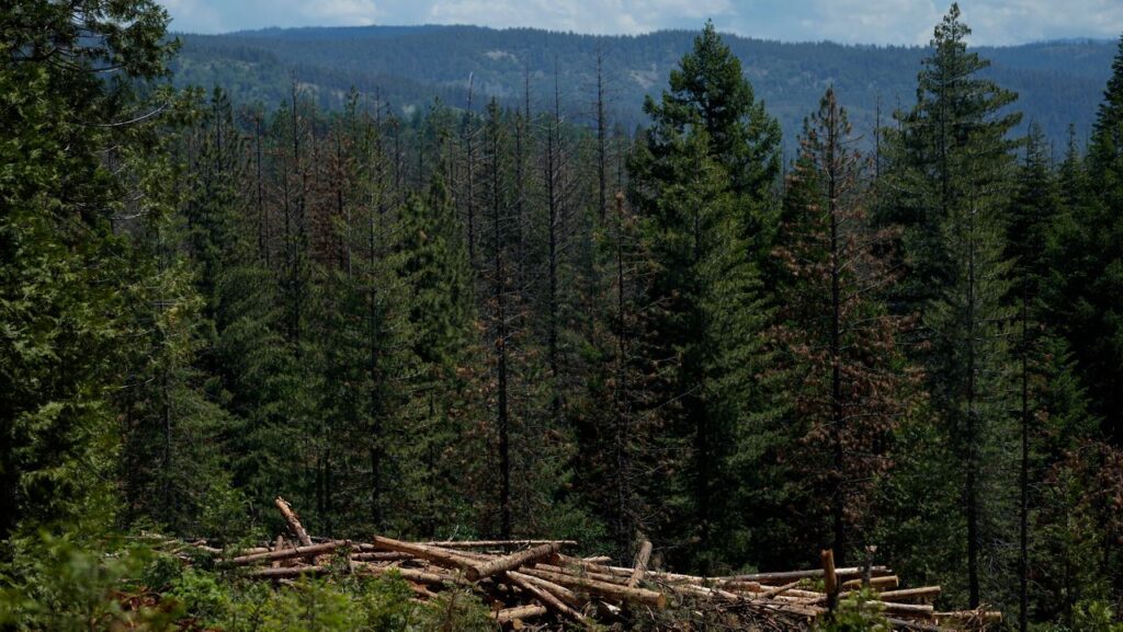 Cut down trees are visible at the site of a timber sale in the Tahoe National Forest, June 6, 2023, near Camptonville, Calif. (AP Photo/Godofredo A. Vásquez, File)