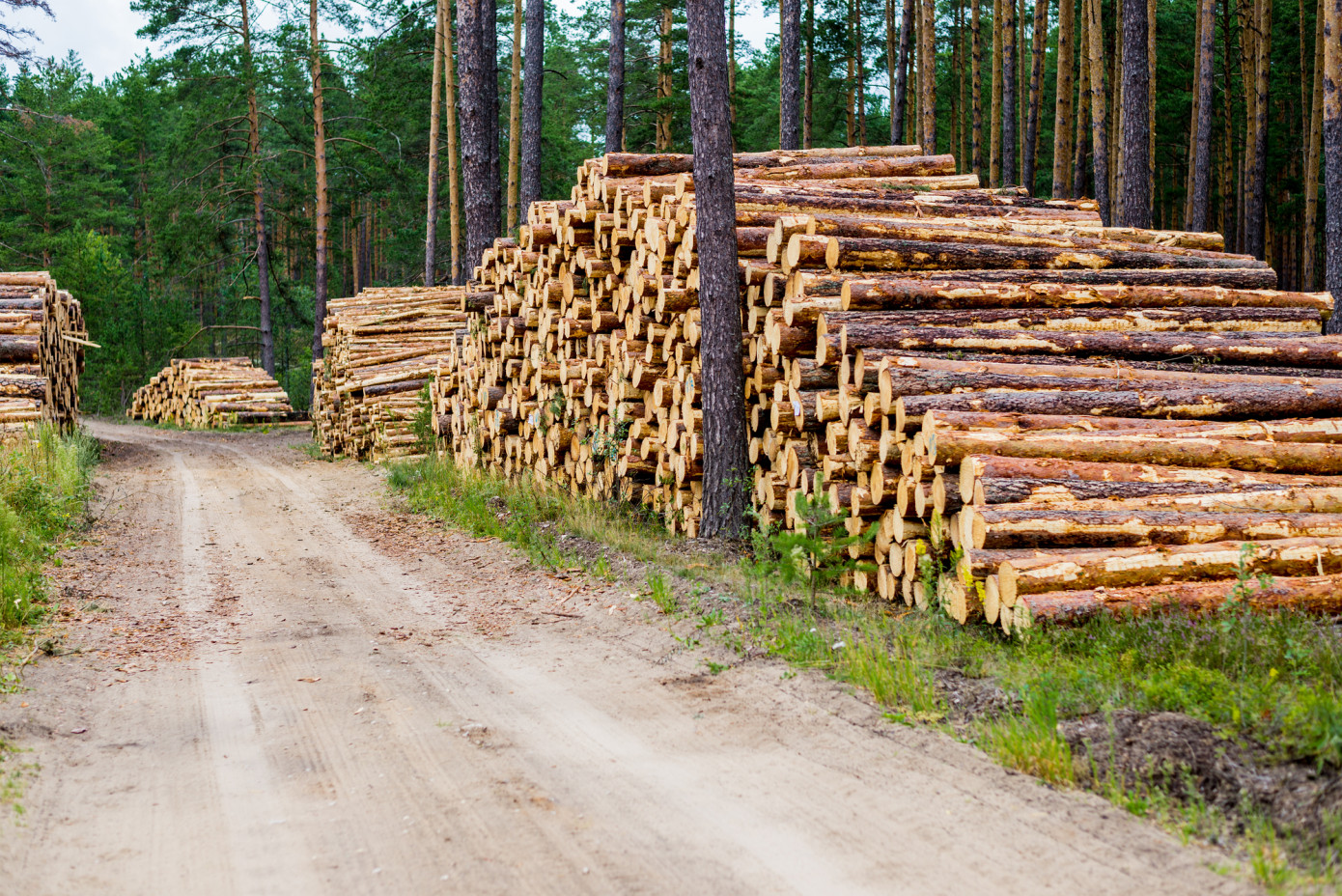 Exports of logs from Lithuania contract 28% in December