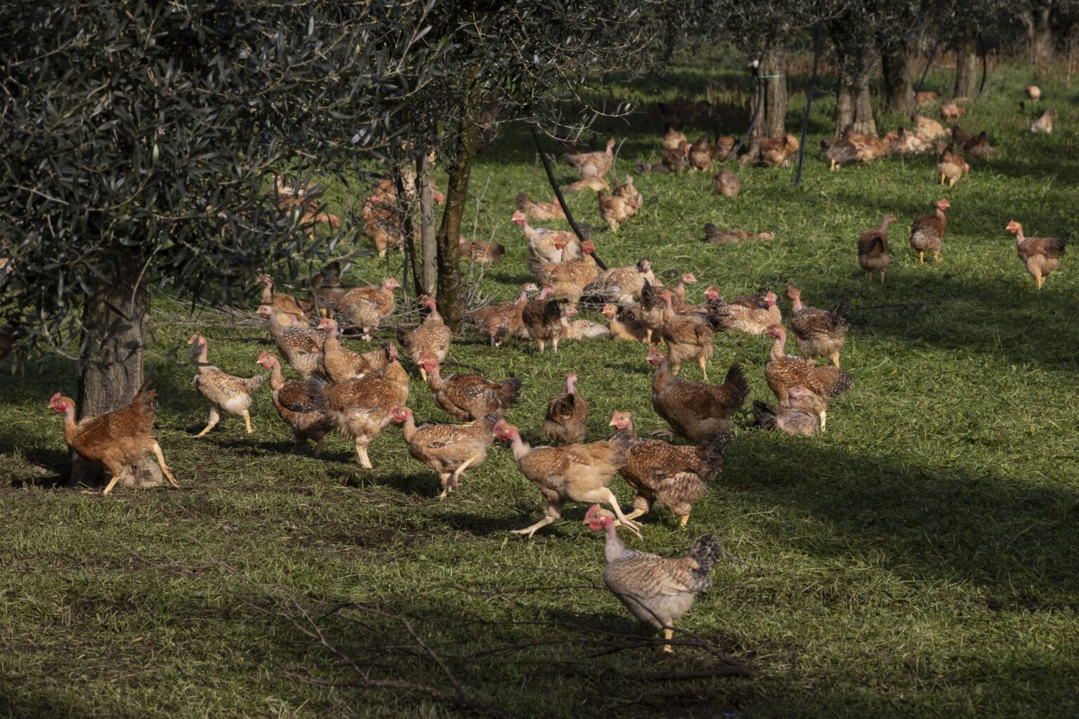 The world could use 29.5% more antibiotics on livestock by 2040 if we don't make a change as human populations grow. The misuse and overuse of antibiotics are associated with the emergence of antimicrobial resistance, a major global health threat.