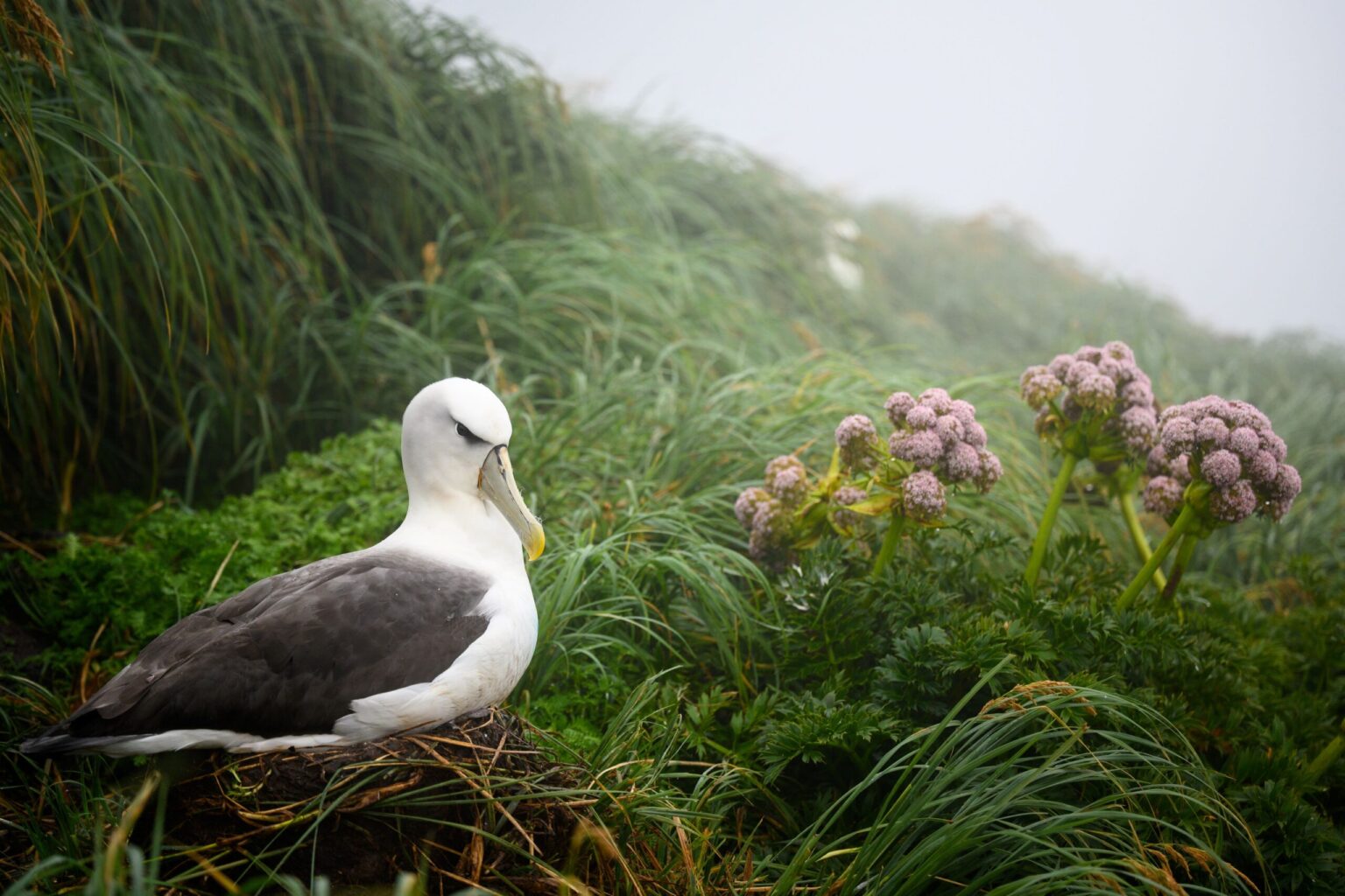 New Zealand joins world's boldest island-ocean recovery project