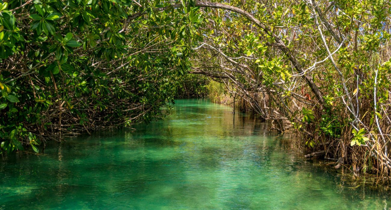Muyil Canals next to Tulum