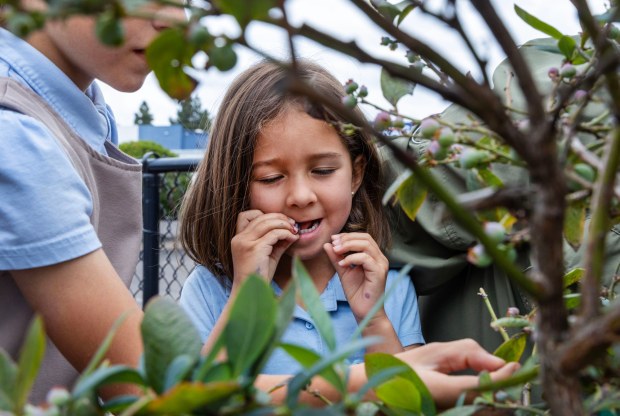 In the garden at Bella Mente Montessori Academy, kindergartner Stella Margonar tastes a blueberry from the garden's blueberry bush on Friday, April 25, 2025. The school won an award for its eco-friendly initiatives. (Charlie Neuman / For The San Diego Union-Tribune)