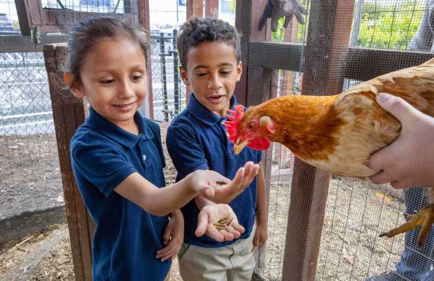 Kindergartners Nicholas Jimenez, left, and Hendrix Parks feed one of the school's chickens held by eighth-grader Ben Chandler, who oversees the birds, in the garden at Bella Mente Montessori Academy on Friday, April 25, 2025. (Charlie Neuman / For The San Diego Union-Tribune)
