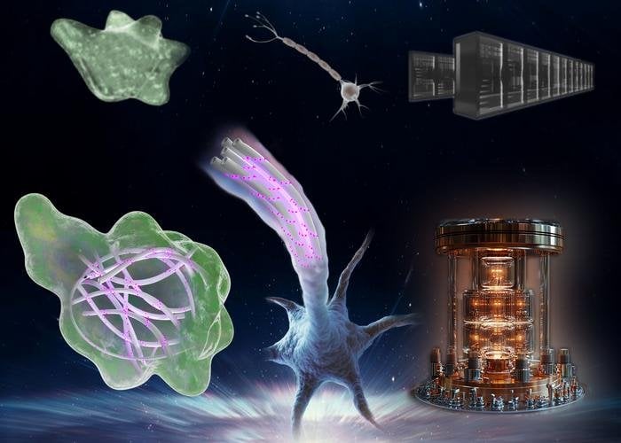Study Finds Cells May Compute Faster Than Today’s Quantum Computers