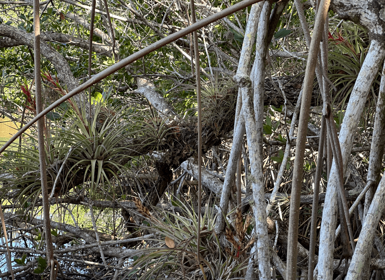 A group of branches and plants Description automatically generated