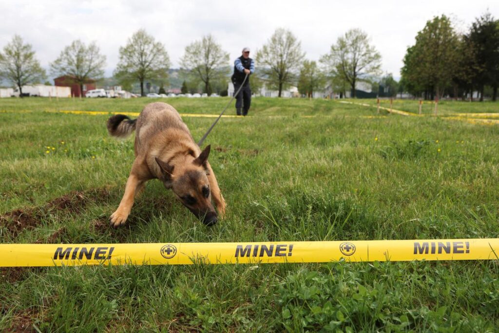 Bosnian centre trains dogs for Ukrainian demining efforts The Straits Times logo