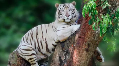 Getty Images White tiger