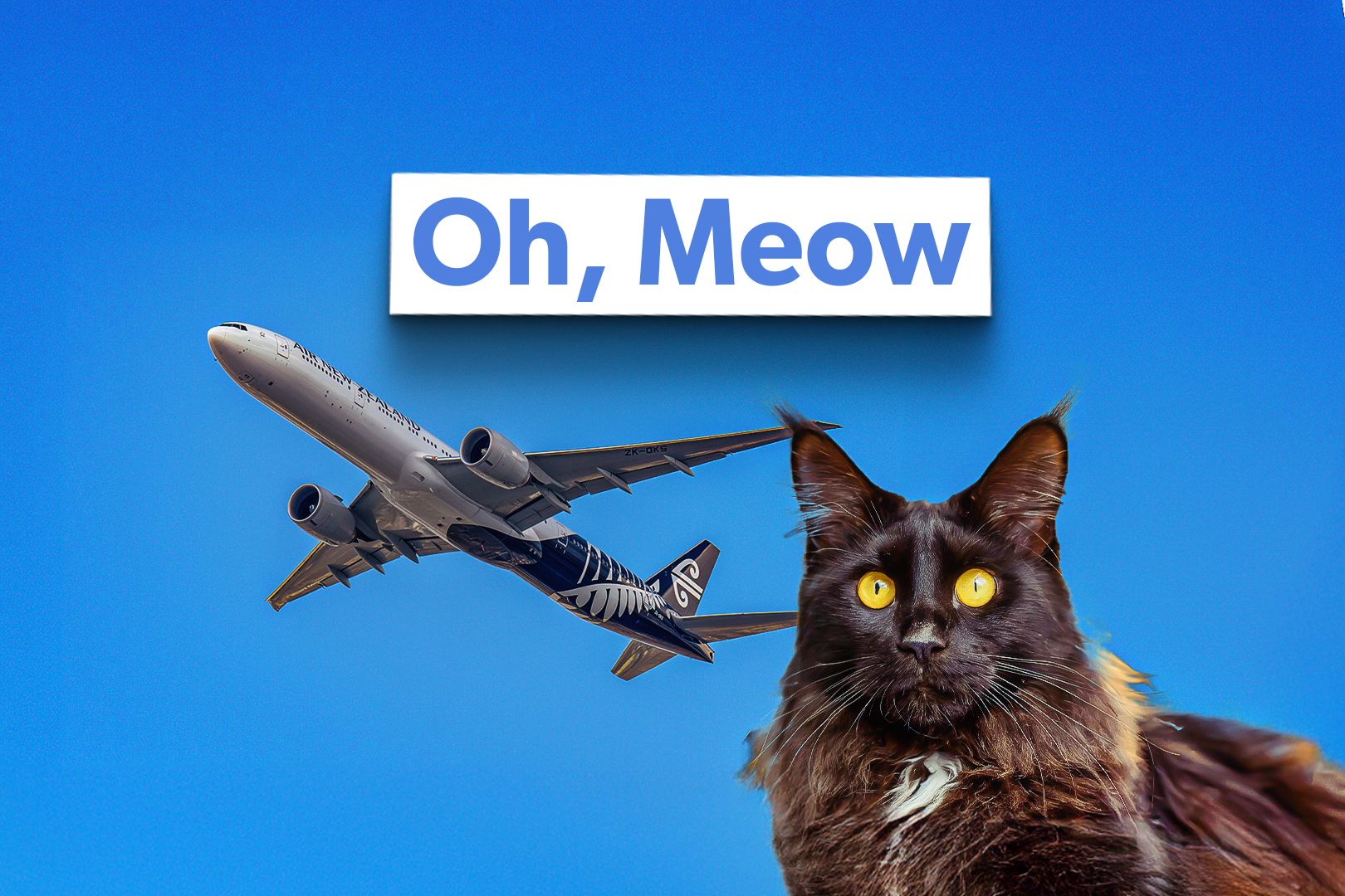 Cat Flights Custom Thumbnail
