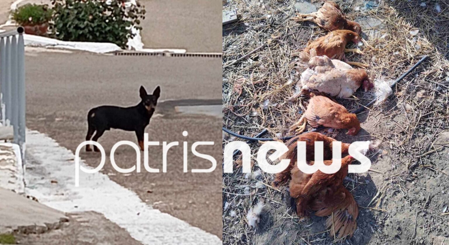 Disruption from dog attacks in Katsarou - Patris Ilia newspaper
