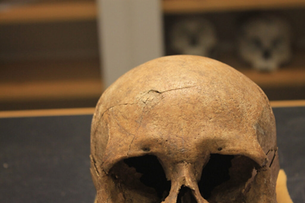 Vikings and Violence: What Bones Reveal About Norway and Denmark Vikings and Violence: What Bones Reveal About Norway and Denmark