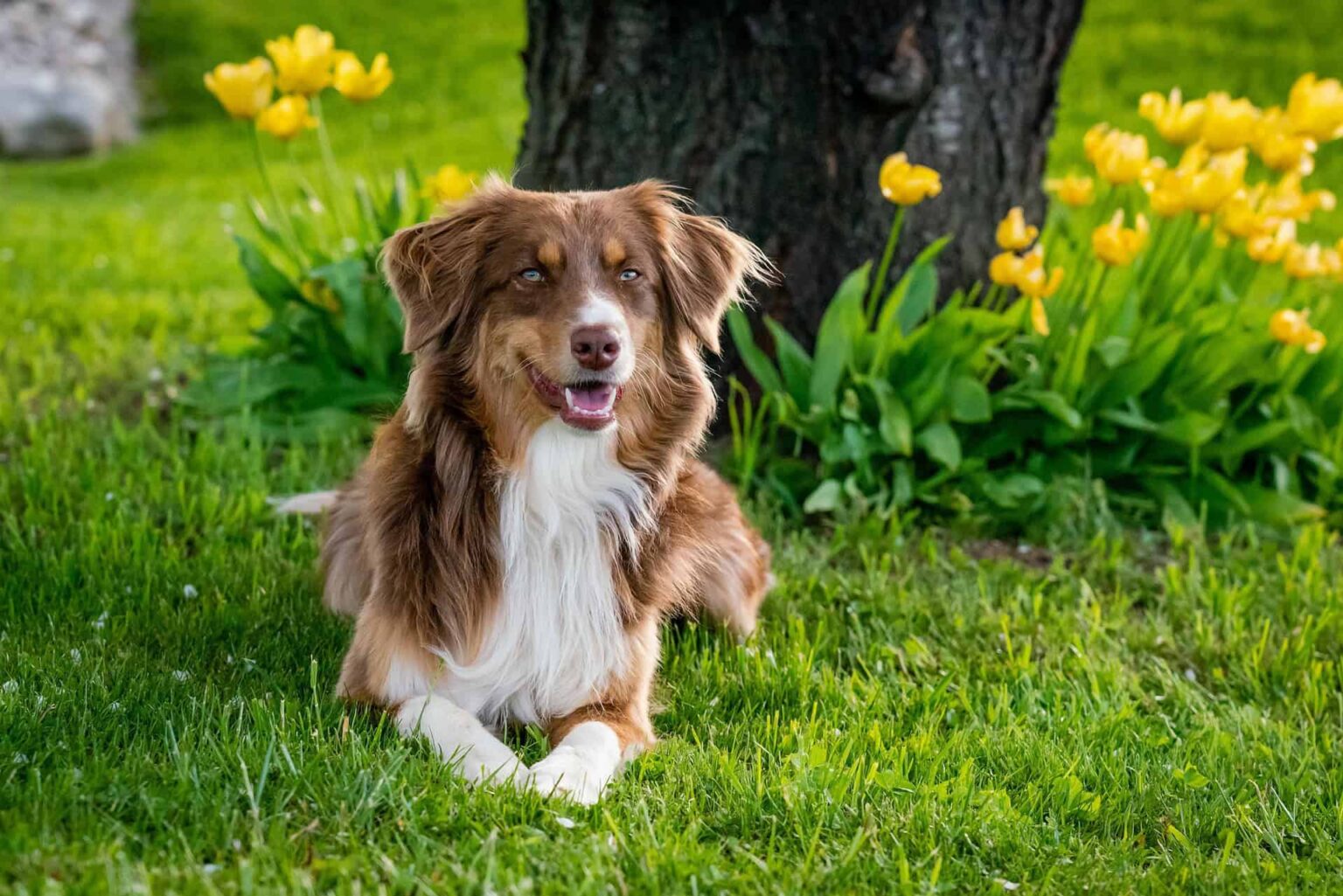 Could man's best friend be an environmental foe?