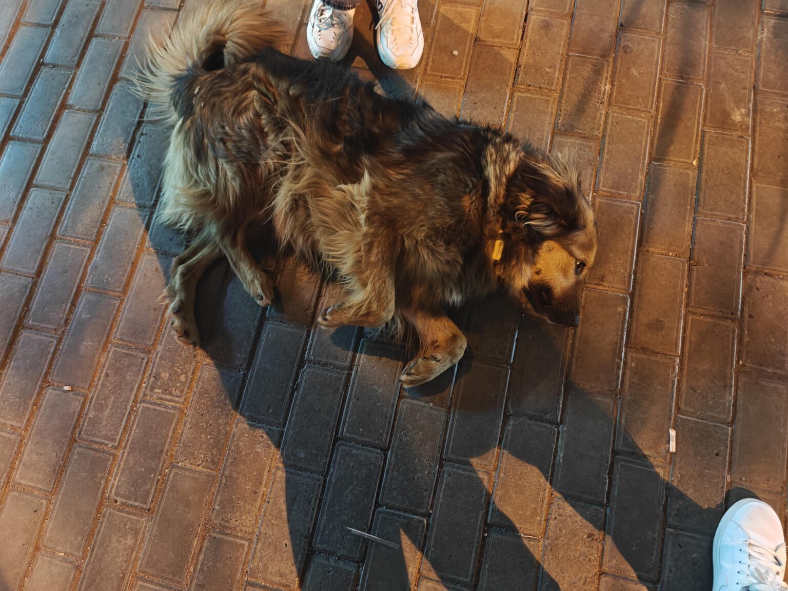 Possible lost dog
