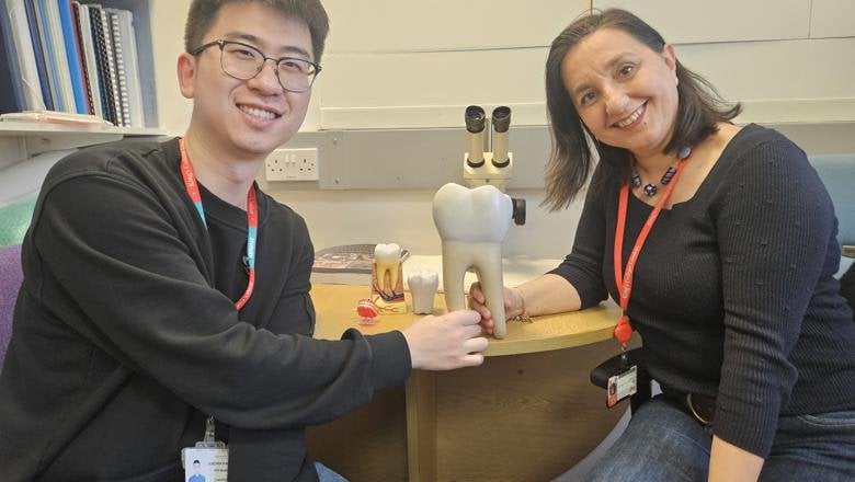 Lab-grown teeth might become an alternative to fillings following research breakthrough - Adults could one day grow their own replacement teeth instead of having fillings – as scientists make a key discovery.