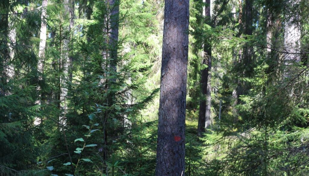 IUFRO and Mondi extend science-based platform Teaming up 4 Forests Teaming up 4 Forests invites other industry partners to get in touch and explore becoming a partner in future and helping to define the focus areas for targeted science-business partnership in the forest sector.