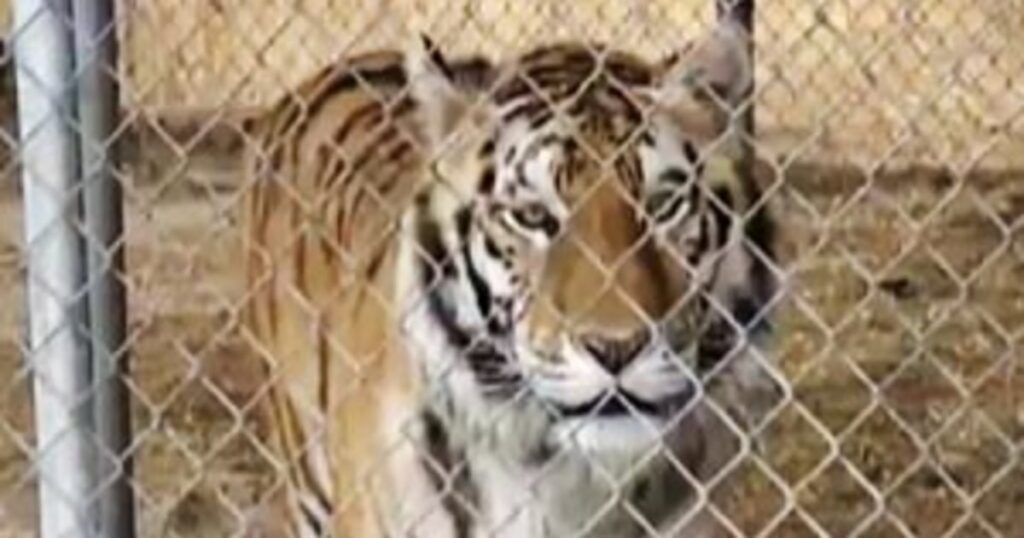 Nevada man arrested after 7 'emotional support' tigers are seized from his home
