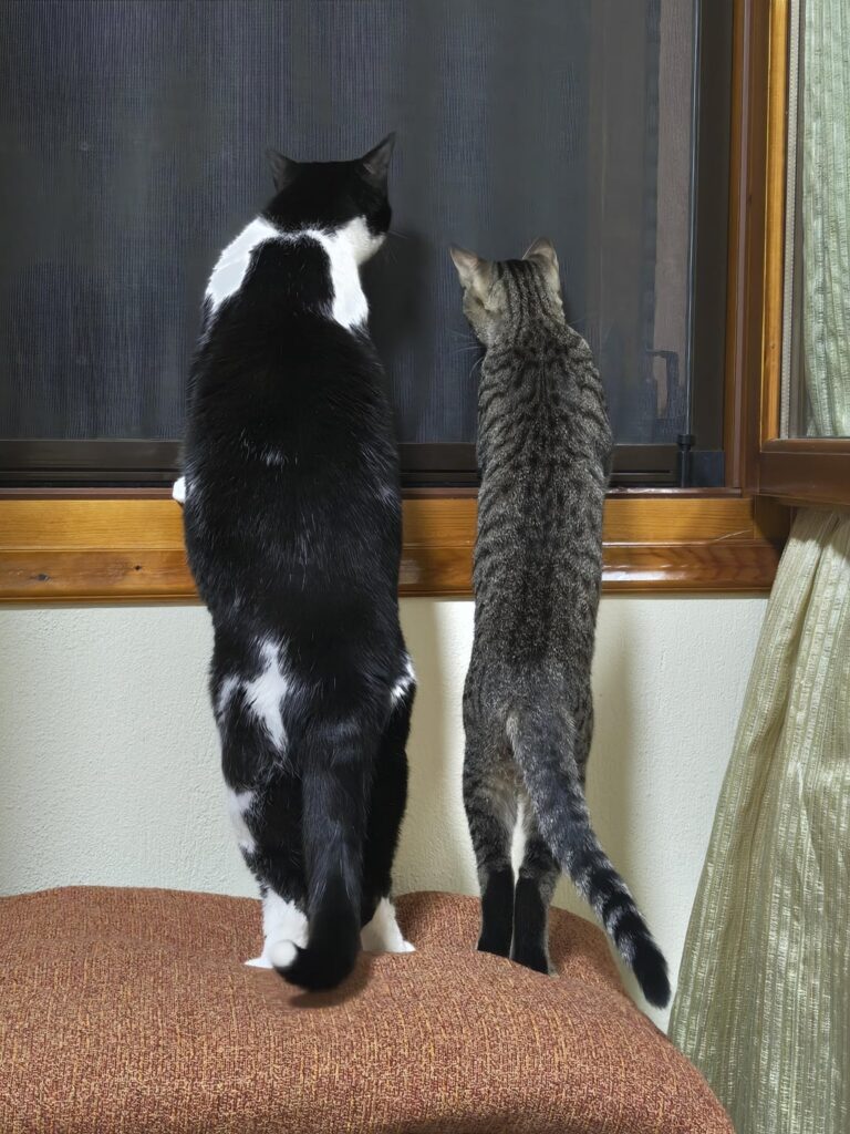 Mr. Tsibi and Mr. Joey!
