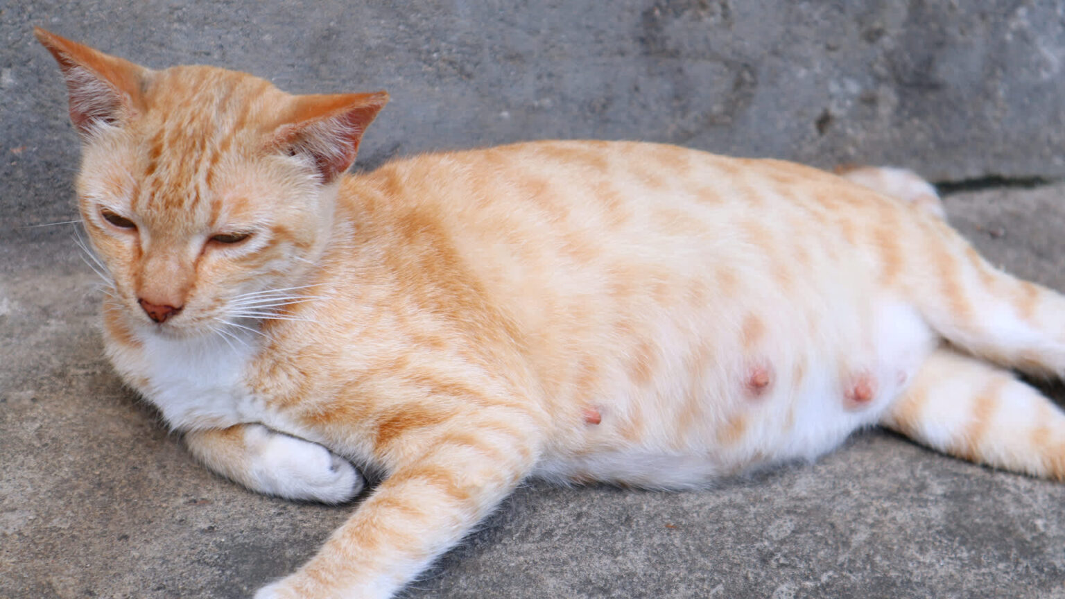 "Raises new concerns for animal and human health."