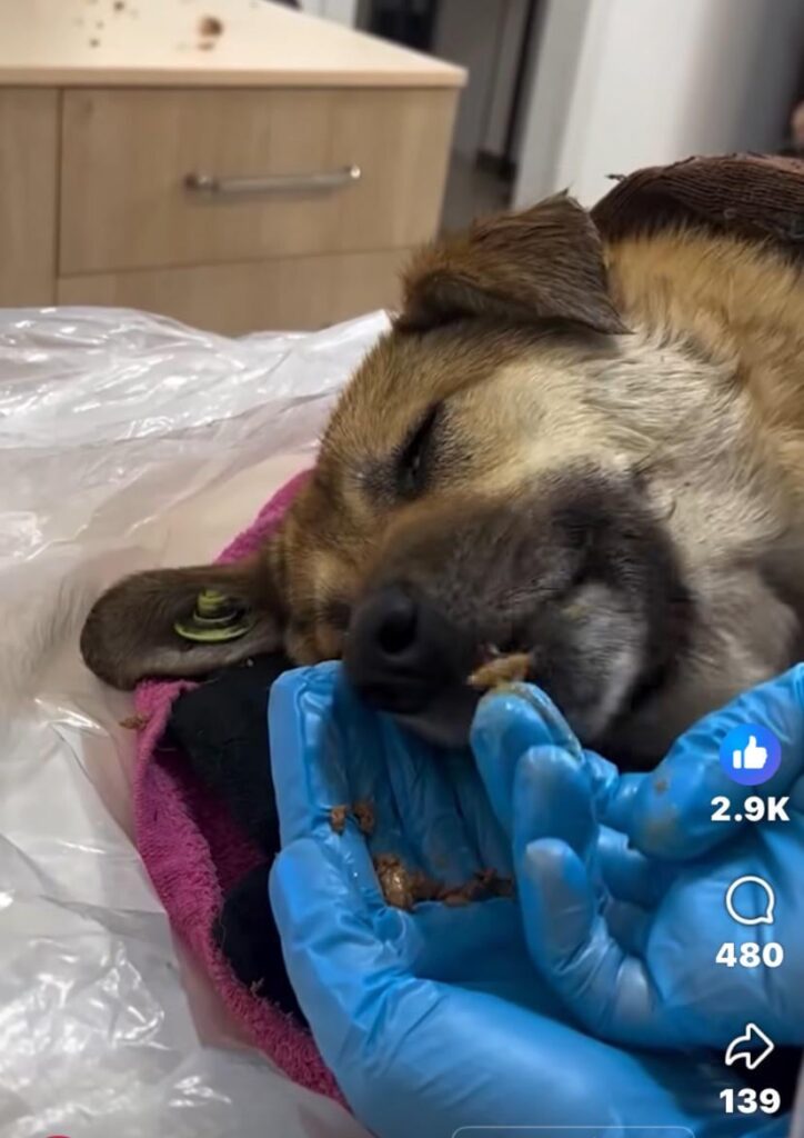 It is a rough story, this dog that police shot a gun yesterday escaped death