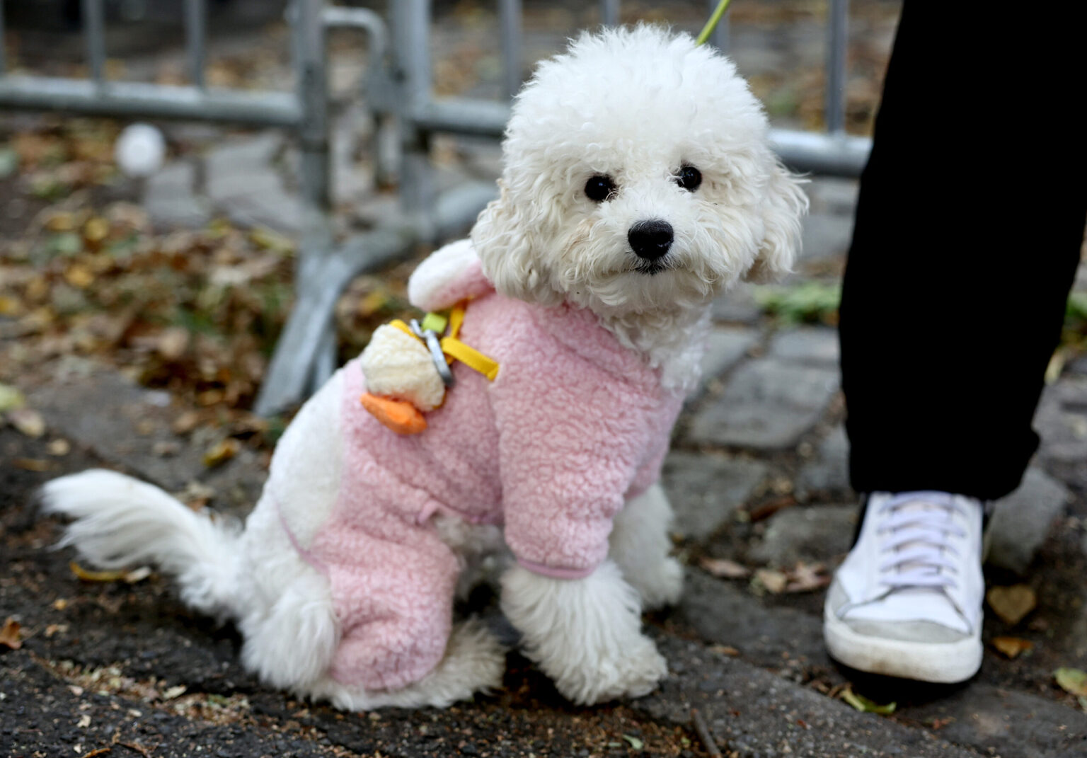 Domestic Dogs Blamed For ‘Extensive and Multifarious’ Impact on Environment, Climate Change