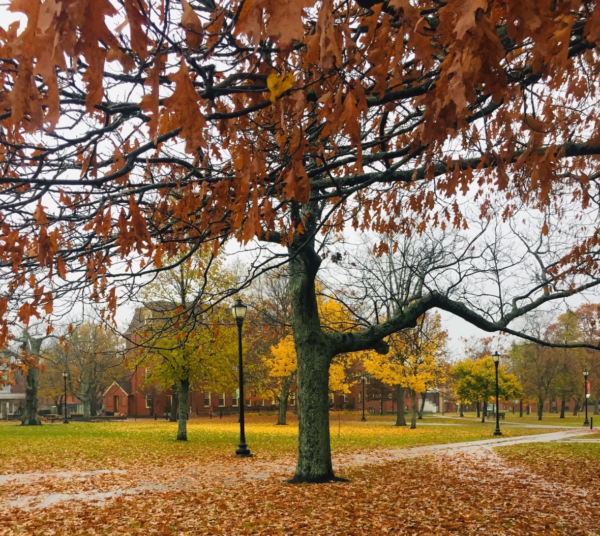 A pathway with trees and leaves on the ground