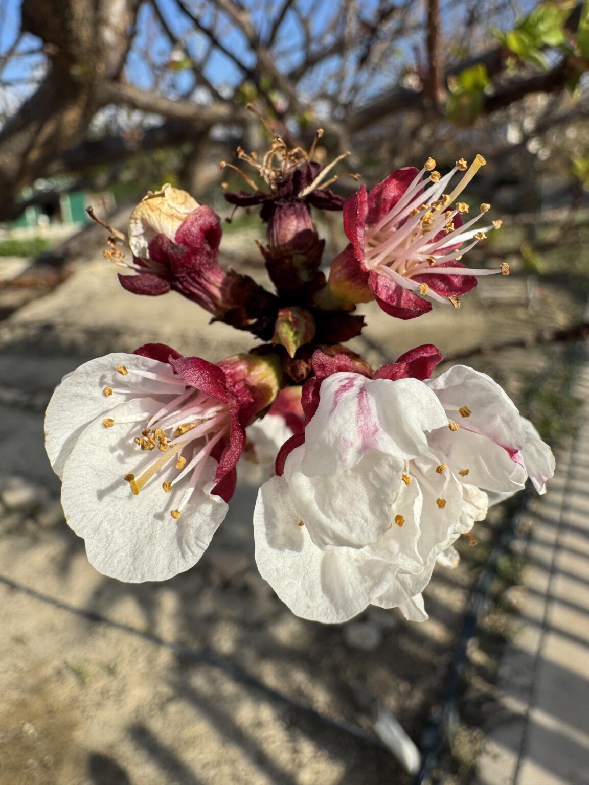 Primavera 🌸
