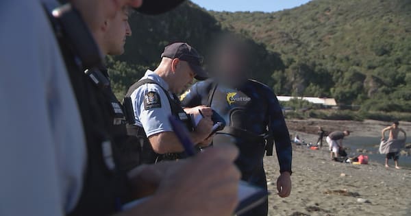 'Extreme amount' of pāua poaching rife in the Wellington region