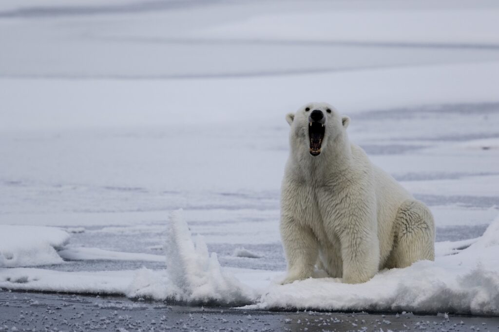 Viral Video Shows Polar Bear Chasing Man in Norway Viral Video Shows Polar Bear Chasing Man in Norway