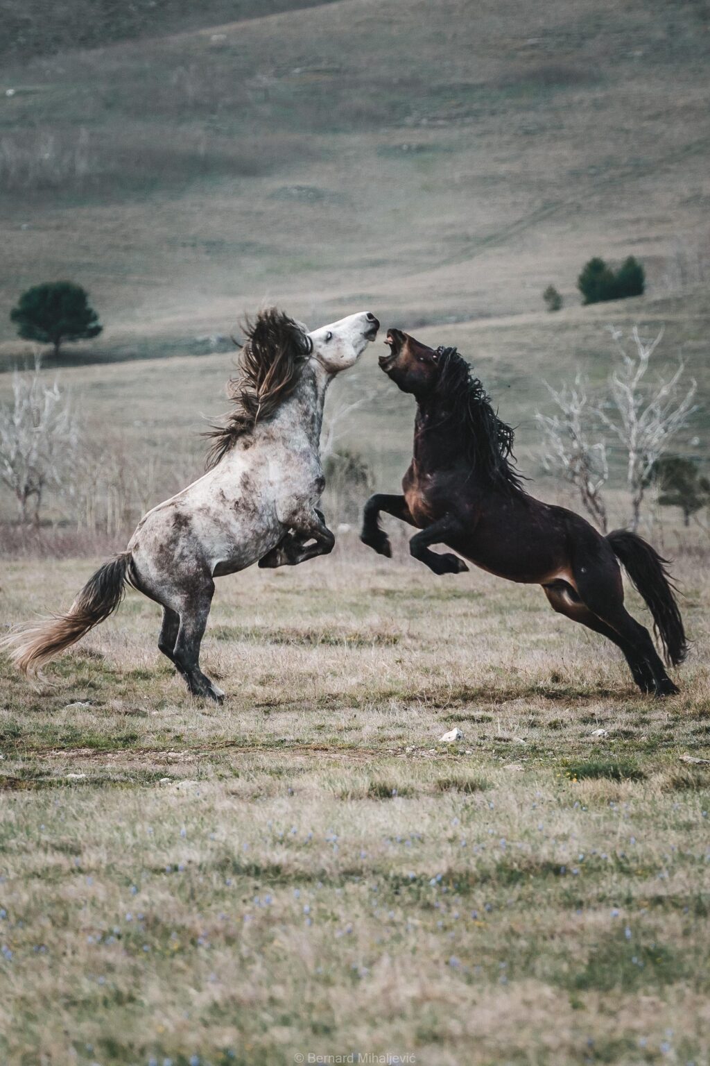 Free and playful Free and playful