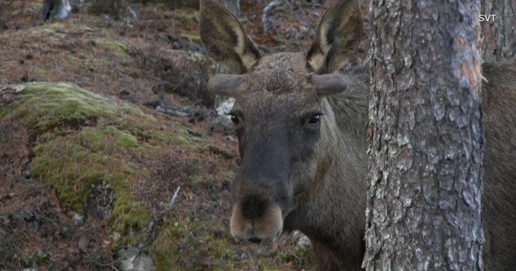 "The Great Moose Migration" kicks off in Sweden