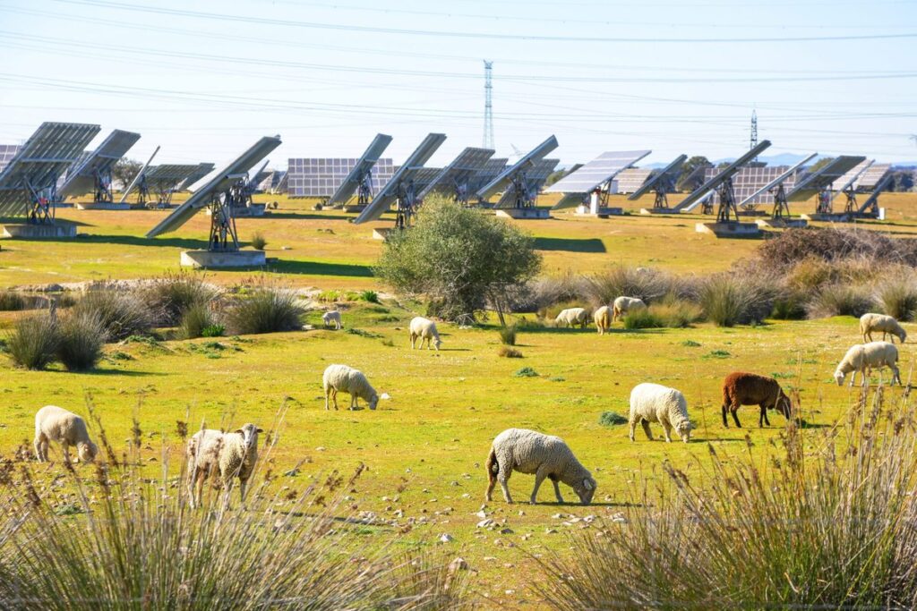 Agrivoltaics key to decarbonising Spain by 2050 – lobby | Montel News