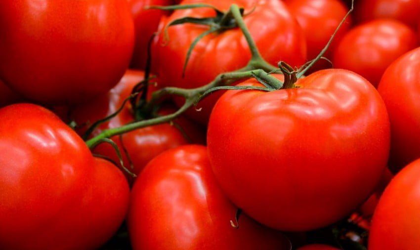 Morocco achieves record-breaking tomato exports to Norway • EastFruit Morocco achieves record-breaking tomato exports to Norway • EastFruit