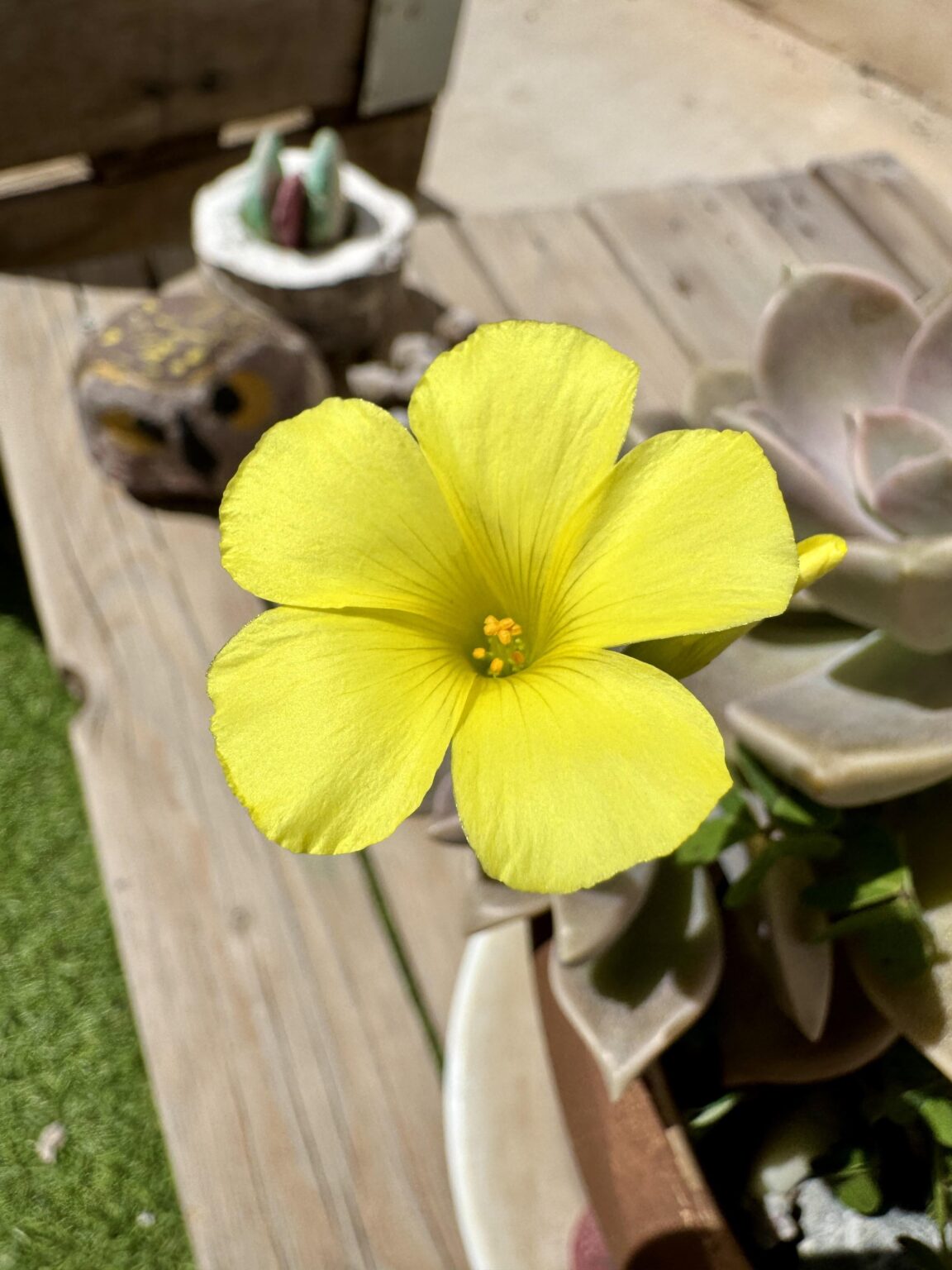 Primavera 🌷