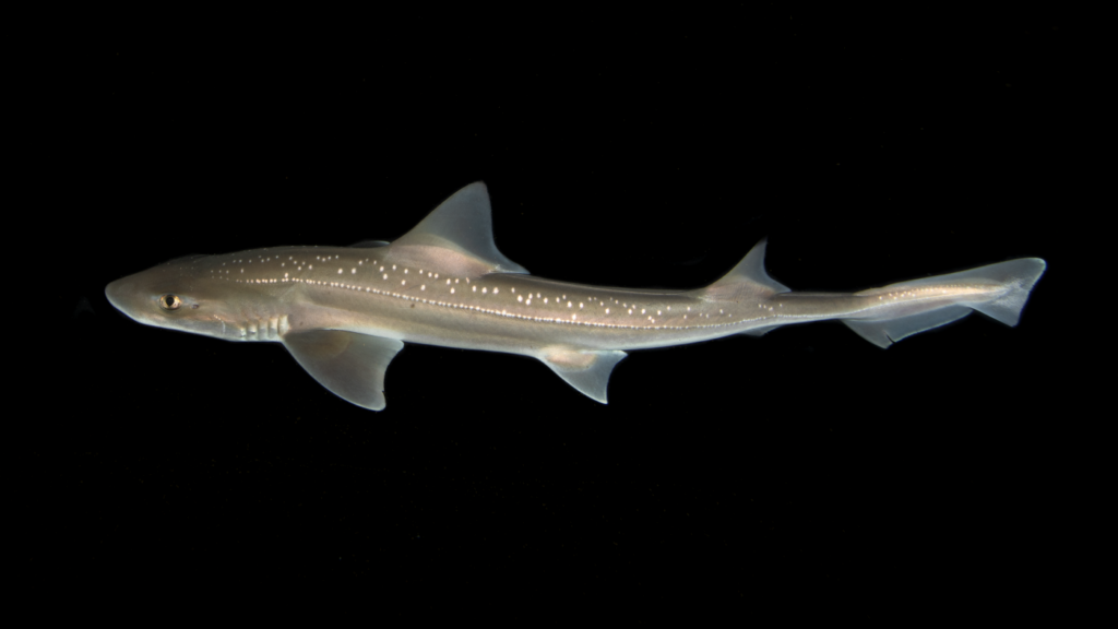 Scientists in New Zealand discovered rig sharks make a clicking sound : NPR Scientists in New Zealand discovered rig sharks make a clicking sound : NPR