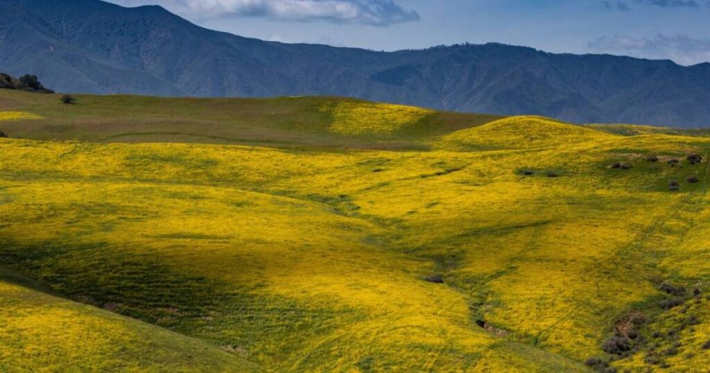 Can NASA help predict wildflower super blooms?