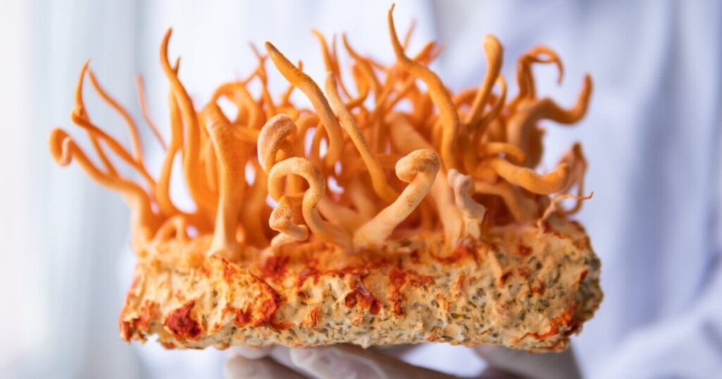 Himalayan fungus compound tweaked for 40x anti-cancer boost