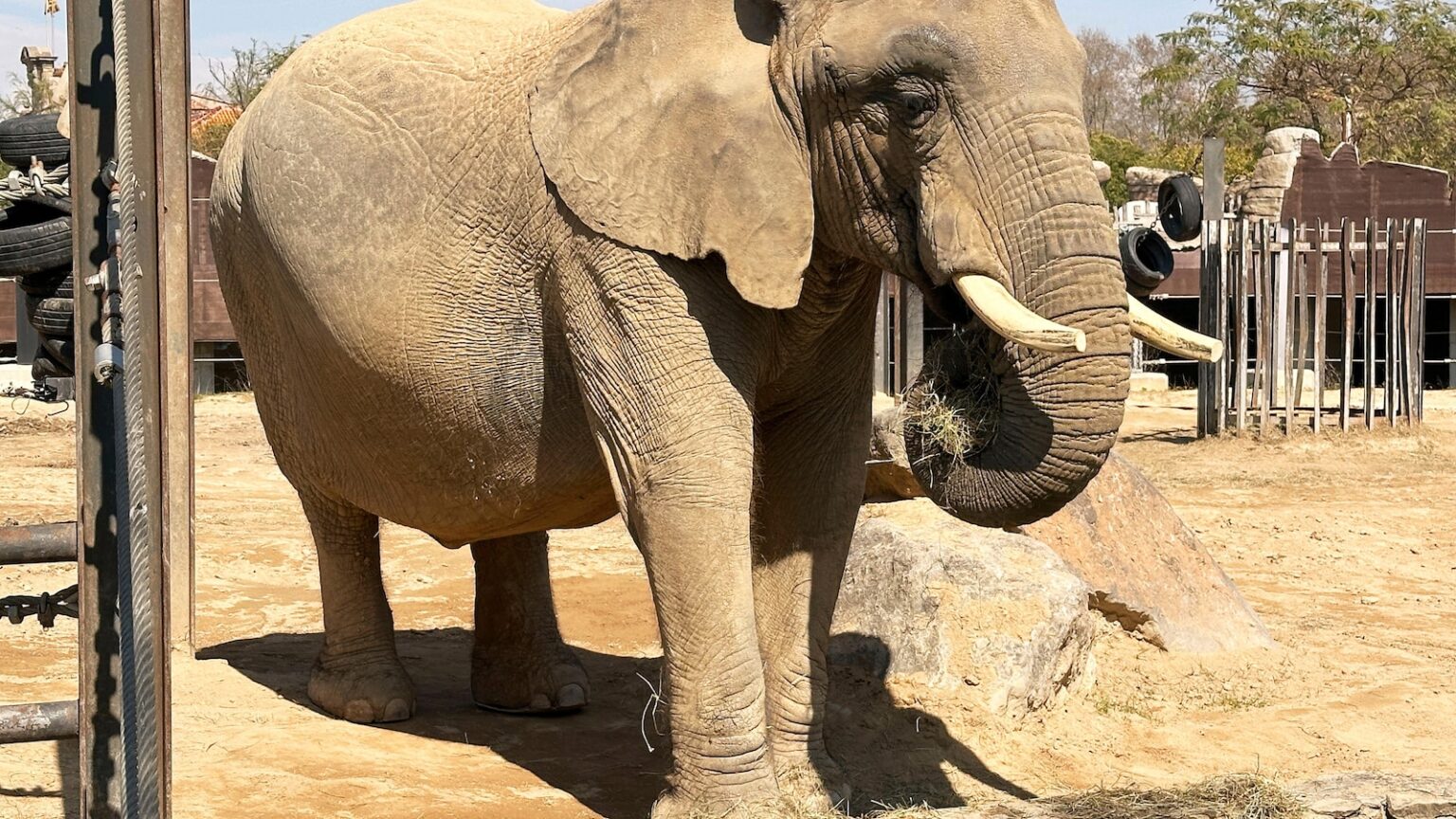Assisted living isn't just for people. A zoo in Spain helps elderly elephants age gracefully