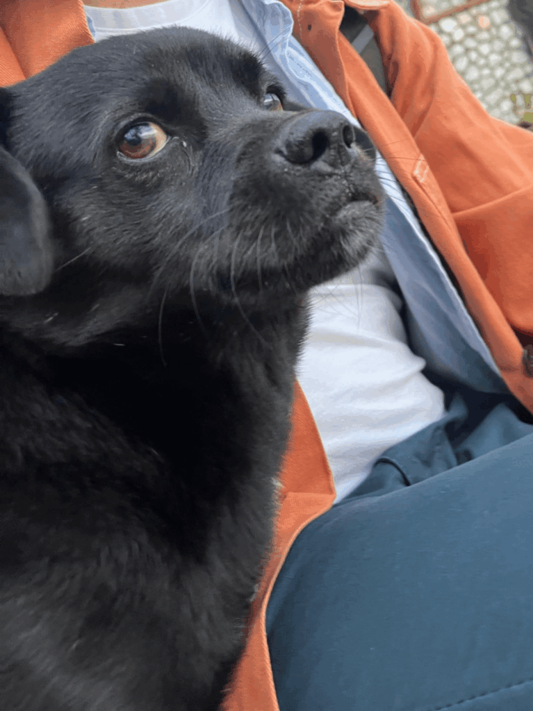My nomination for Best Stray Dog in Ohrid