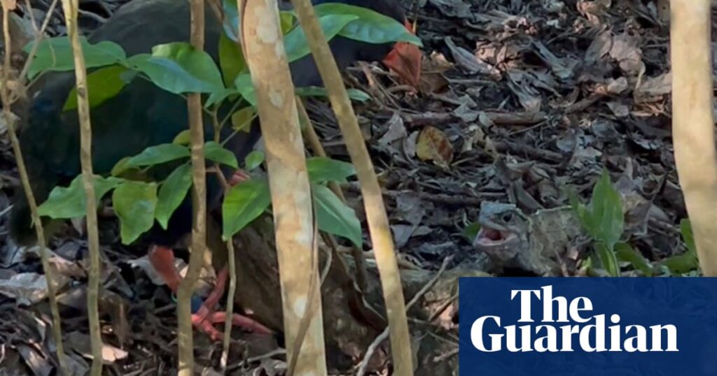 Rare footage shows tuatara and takahē having 'a bit of a scrap' in New Zealand – video | New Zealand