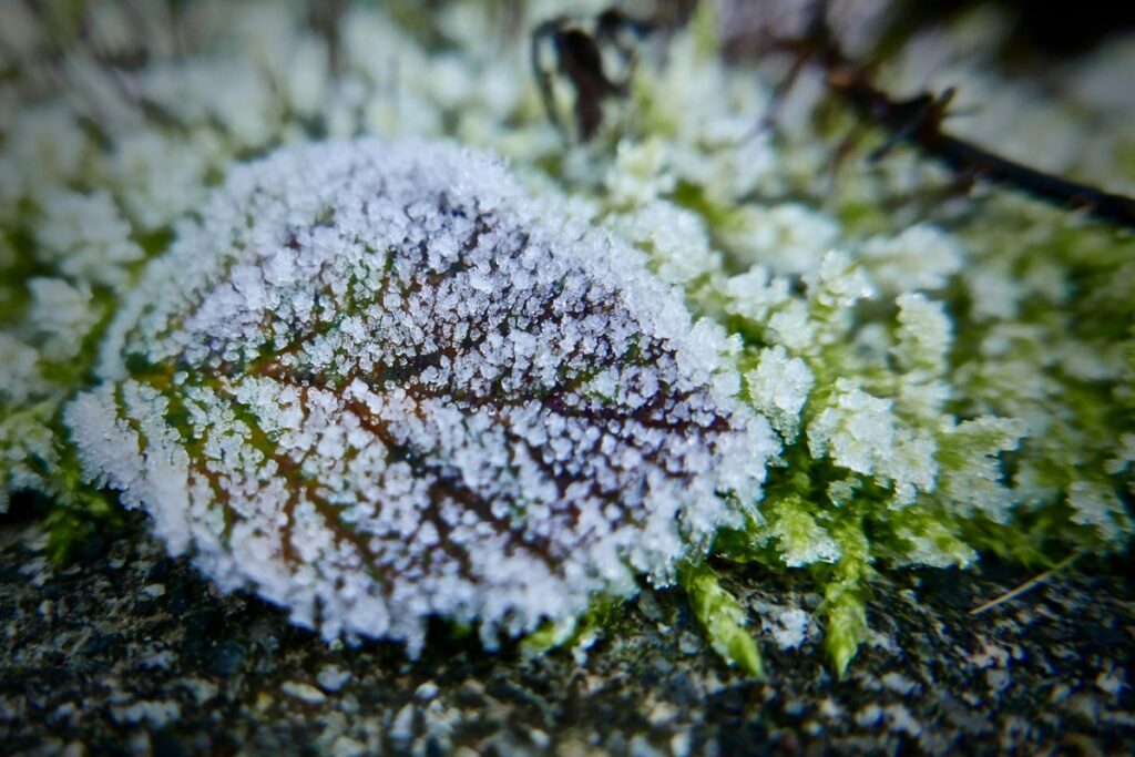 Environment Canada warns of near-freezing temperatures overnight