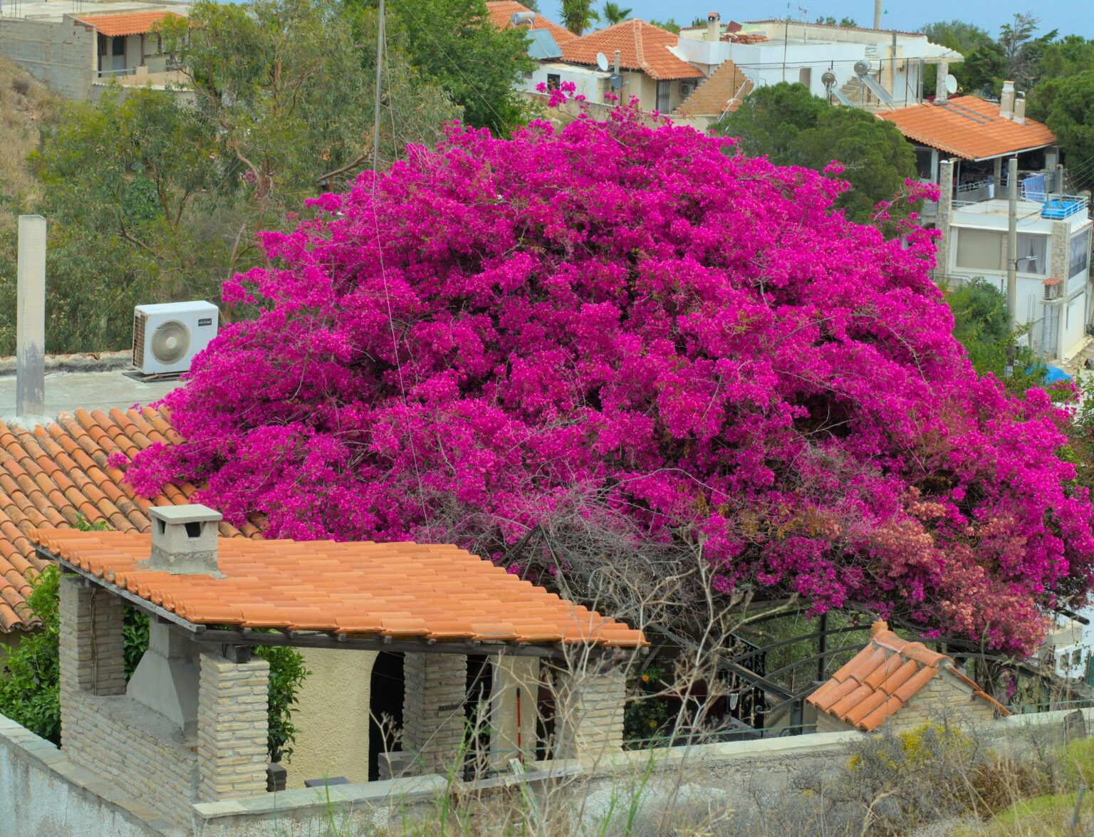 House Being Taken Over By Bougainvillea Tree - Beautiful Greece!