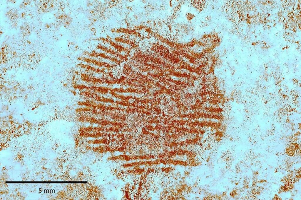 Neanderthal fingerprint found in Spain is the oldest in world