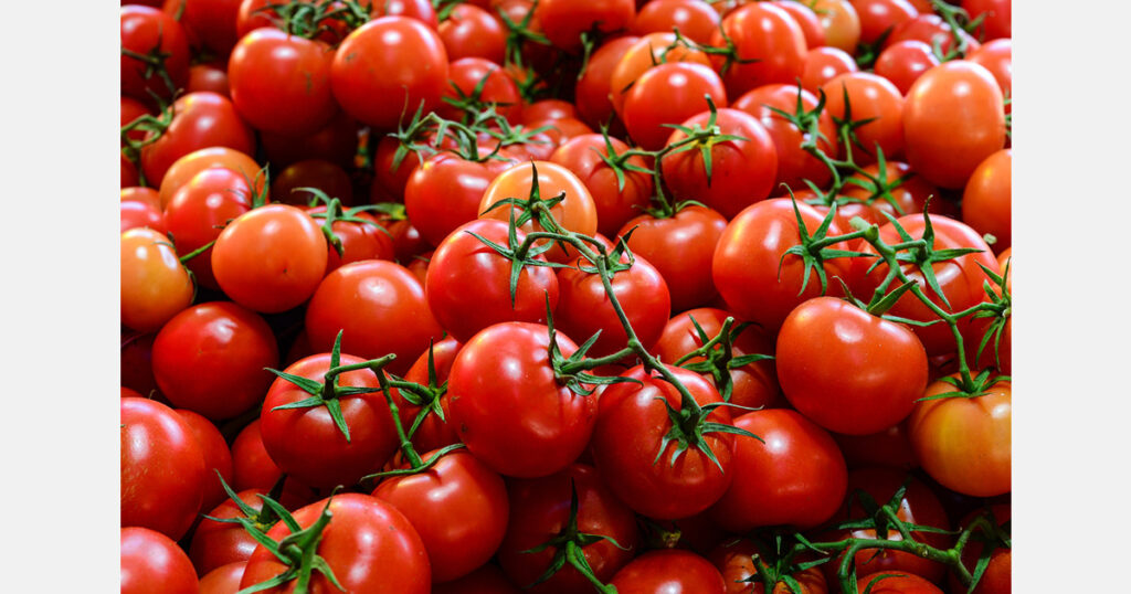 Moroccan tomato exports to Norway reach record level