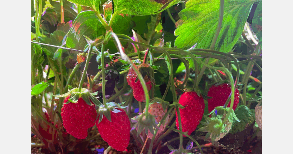 "We successfully achieved a 22% energy efficiency gain using our light recipe"