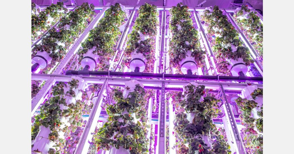 Hydroponics allowing for out-of-season strawberry growth