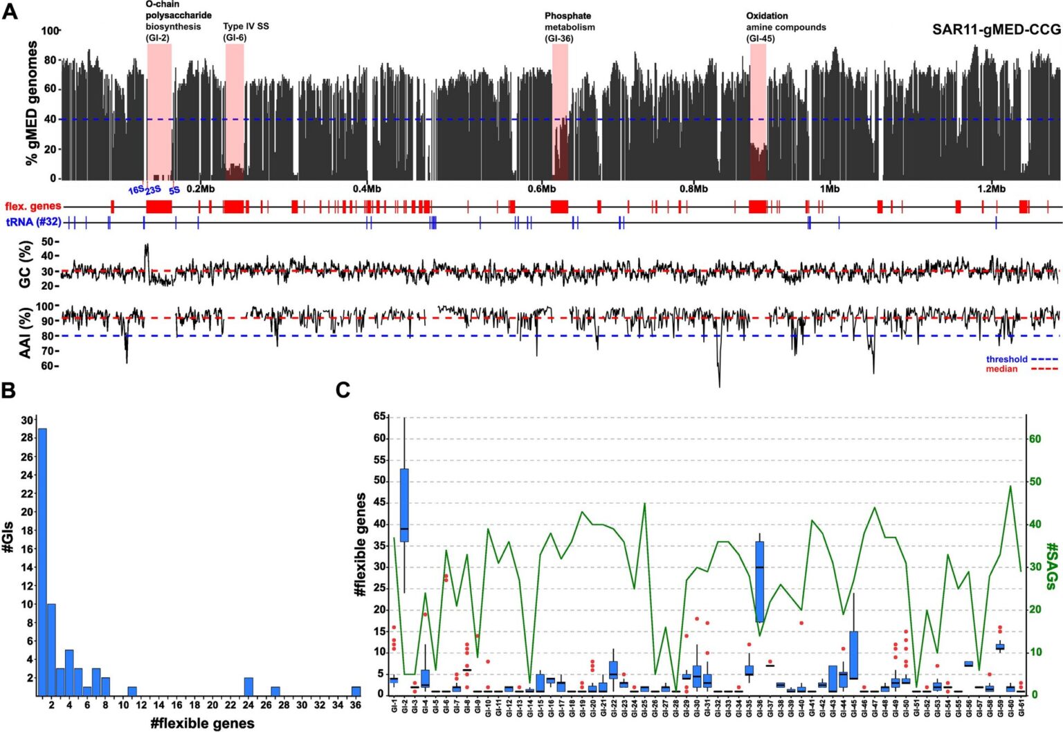 Tiny genomic islands help ocean's most abundant bacteria respond flexibly to environmental changes