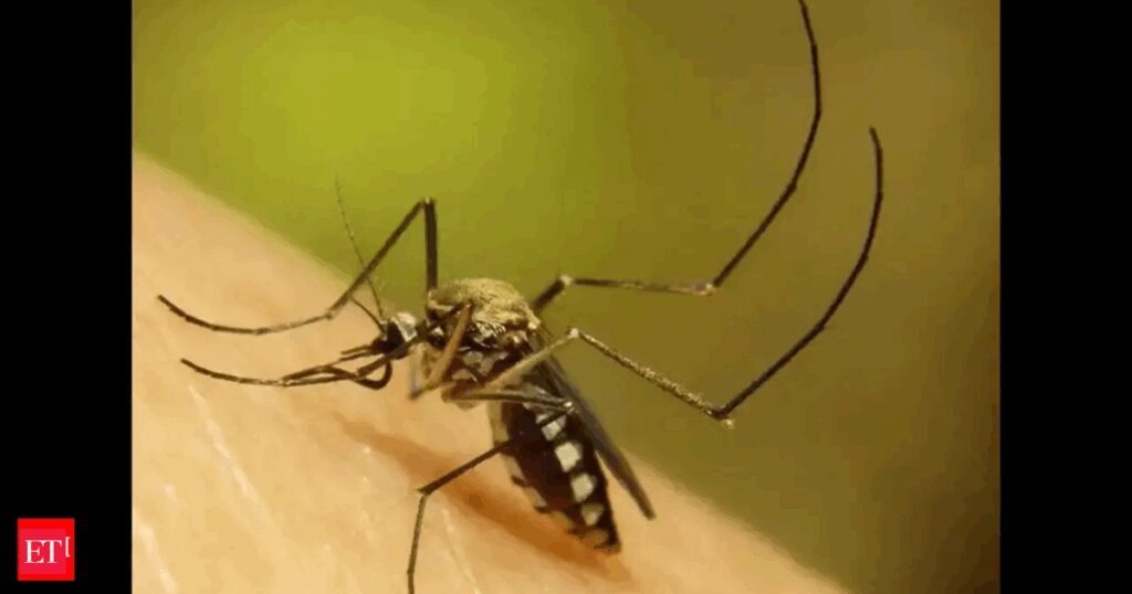 Health emergency: Dengue fever outbreak declared in Rarotonga, New Zealand